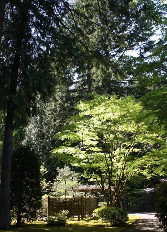 Portland Japanese Garden C