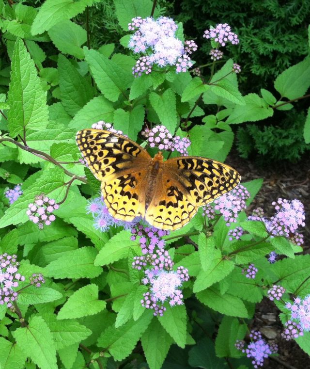 Fritillary butterfly on Boneset