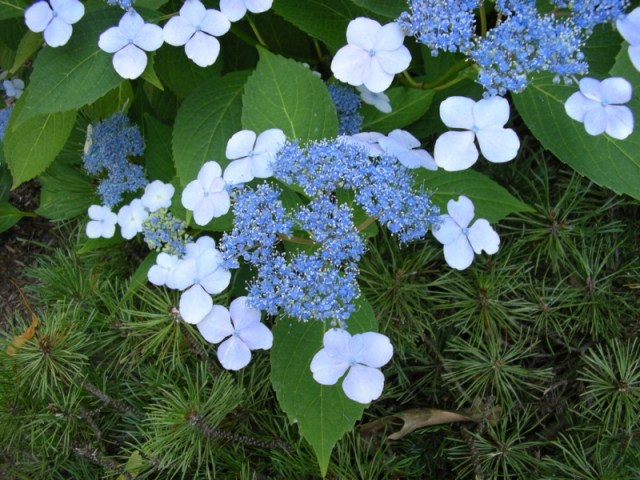 Lace-cap Hydrangea