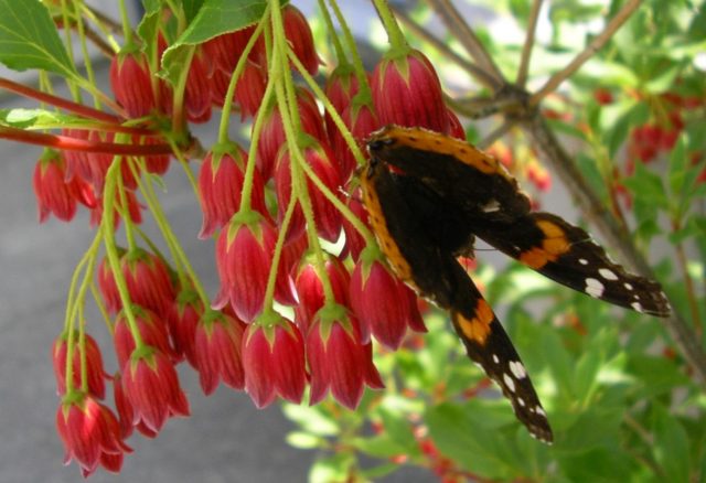 Red Admiral on Enkianthus